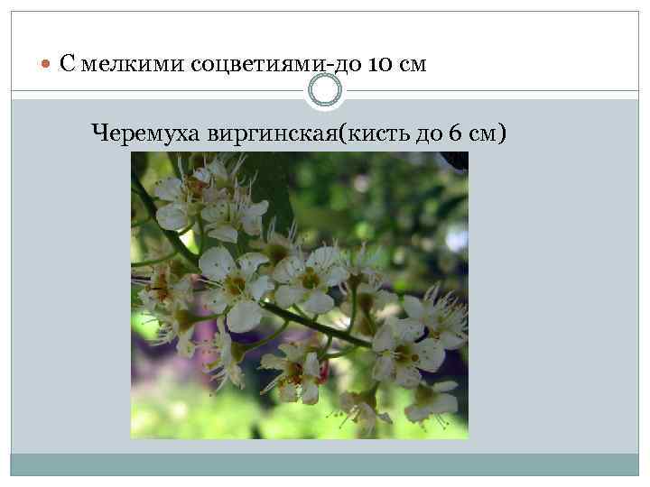 С мелкими соцветиями-до 10 см Черемуха виргинская(кисть до 6 см) 
