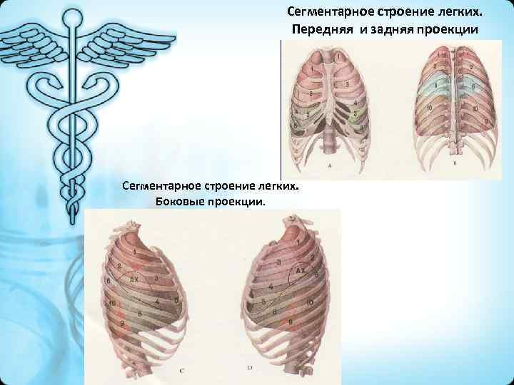 Сегментарное строение легких. Передняя и задняя проекции Сегментарное строение легких. Боковые проекции. 