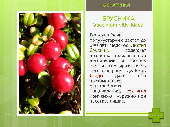 КУСТАРНИКИ БРУСНИКА Vaccinium vitis-idaea Вечнозелёный полукустарник растёт до 300 лет. Медонос. Листья брусники содержат