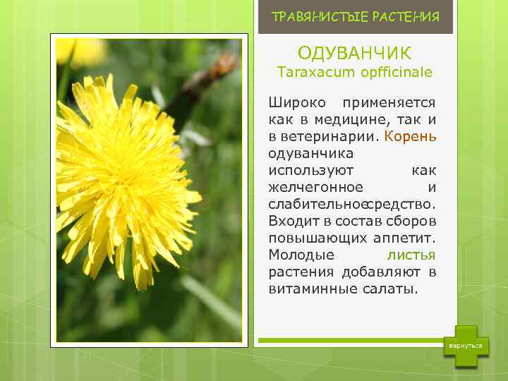 ТРАВЯНИСТЫЕ РАСТЕНИЯ ОДУВАНЧИК Taraxacum opfficinale Широко применяется как в медицине, так и в ветеринарии.