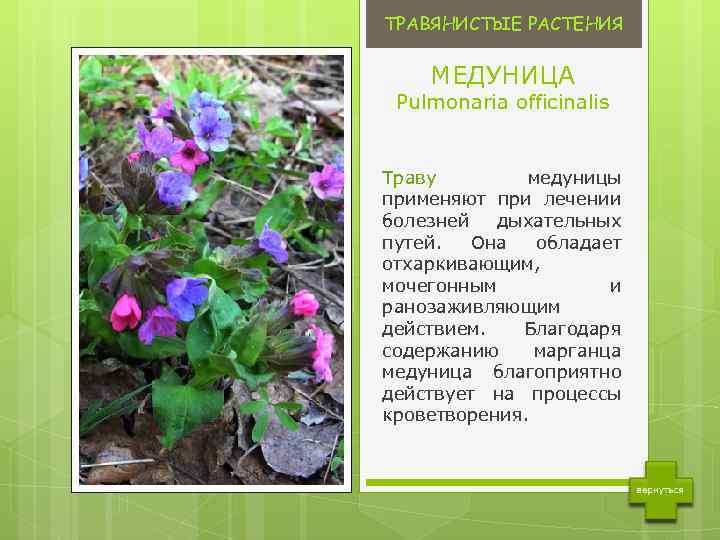 ТРАВЯНИСТЫЕ РАСТЕНИЯ МЕДУНИЦА Pulmonaria officinalis Траву медуницы применяют при лечении болезней дыхательных путей. Она