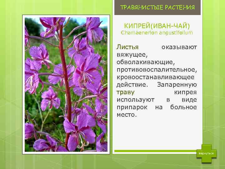 Лекарственные растения сибири фото и описание