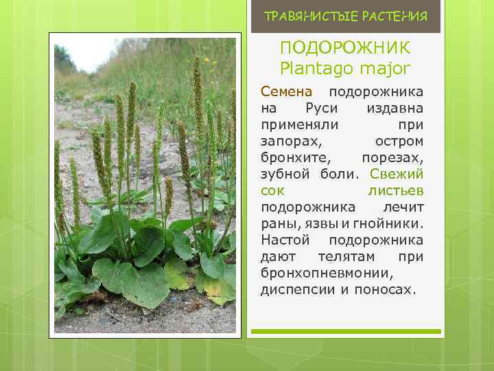 ТРАВЯНИСТЫЕ РАСТЕНИЯ ПОДОРОЖНИК Plantago major Семена подорожника на Руси издавна применяли при запорах, остром