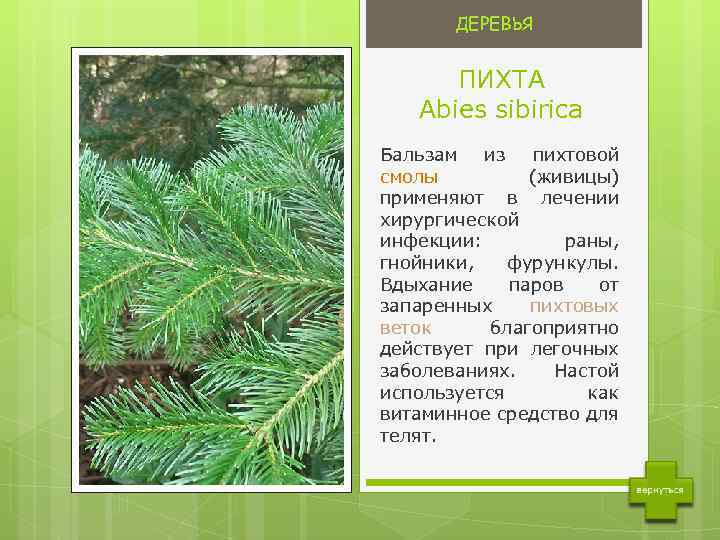 ДЕРЕВЬЯ ПИХТА Abies sibirica Бальзам из пихтовой смолы (живицы) применяют в лечении хирургической инфекции: