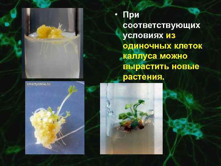  • При соответствующих условиях из одиночных клеток каллуса можно вырастить новые растения. 