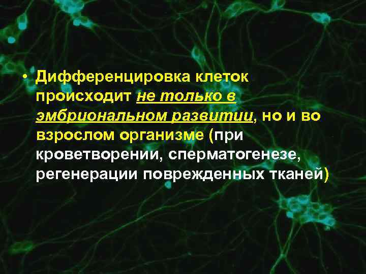  • Дифференцировка клеток происходит не только в эмбриональном развитии, но и во взрослом