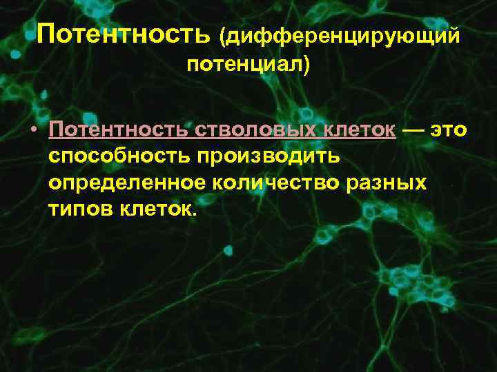 Потентность (дифференцирующий потенциал) • Потентность стволовых клеток — это способность производить определенное количество разных