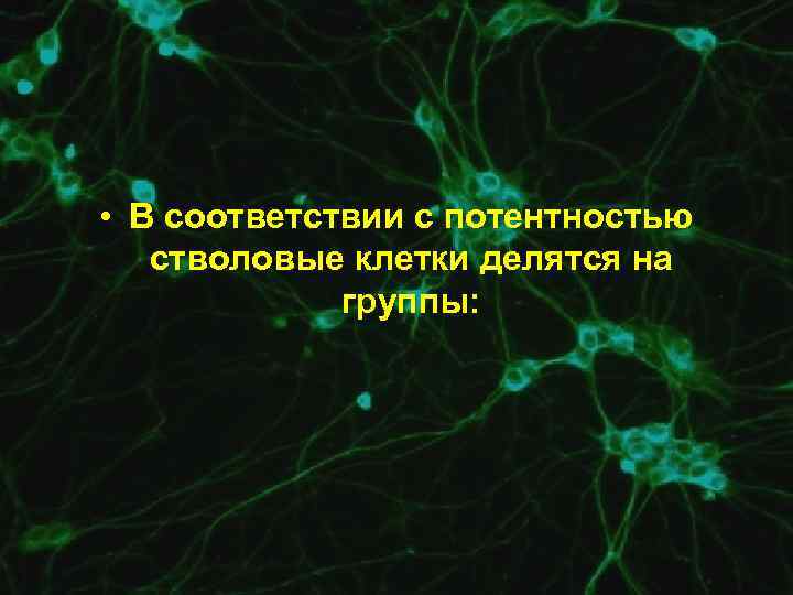  • В соответствии с потентностью стволовые клетки делятся на группы: 