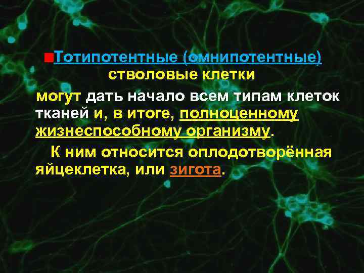 Тотипотентные (омнипотентные) стволовые клетки могут дать начало всем типам клеток тканей и, в итоге,