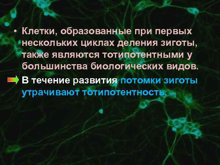  • Клетки, образованные при первых нескольких циклах деления зиготы, также являются тотипотентными у