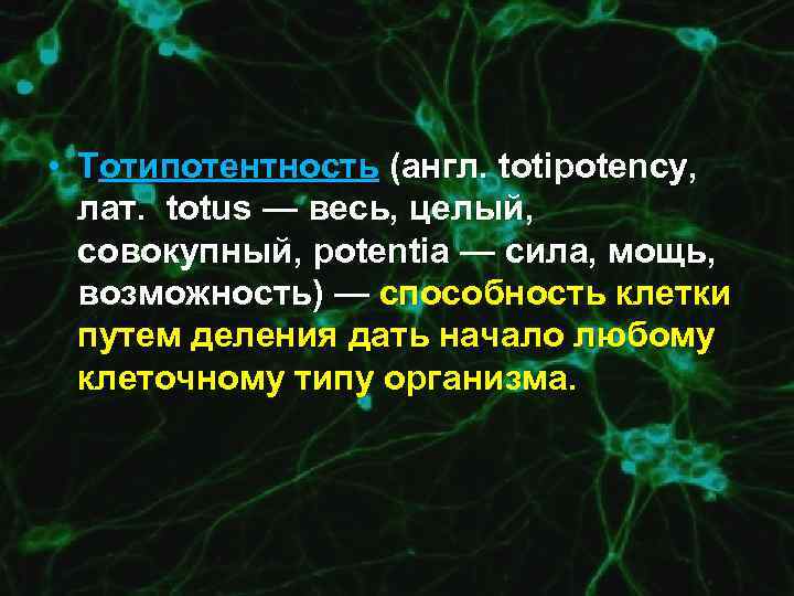  • Тотипотентность (англ. totipotency, лат. totus — весь, целый, совокупный, potentia — сила,