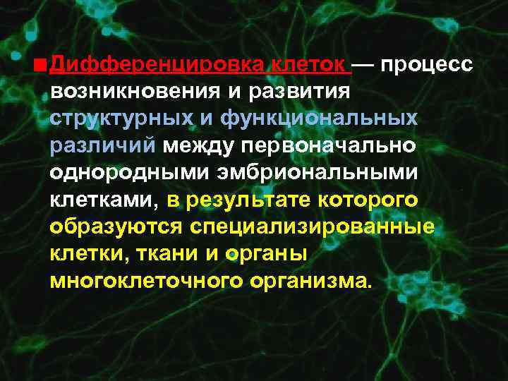 Дифференцировка клеток — процесс возникновения и развития структурных и функциональных различий между первоначально однородными