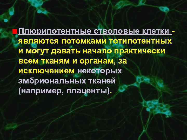 Плюрипотентные стволовые клетки являются потомками тотипотентных и могут давать начало практически всем тканям и