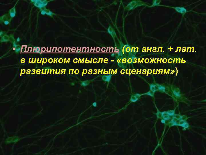  • Плюрипотентность (от англ. + лат. в широком смысле - «возможность развития по
