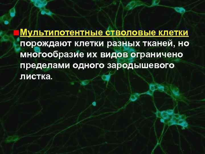 Мультипотентные стволовые клетки порождают клетки разных тканей, но многообразие их видов ограничено пределами одного