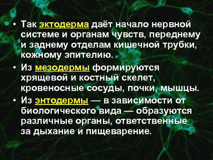  • Так эктодерма даёт начало нервной системе и органам чувств, переднему и заднему