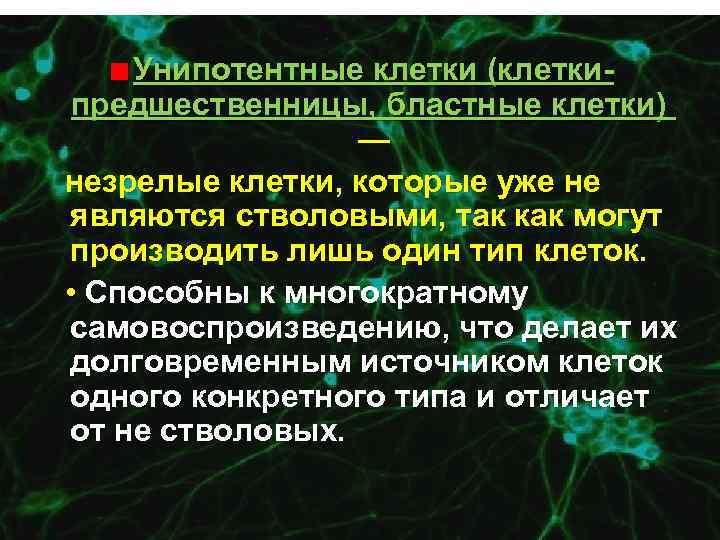 Унипотентные клетки (клеткипредшественницы, бластные клетки) — незрелые клетки, которые уже не являются стволовыми, так