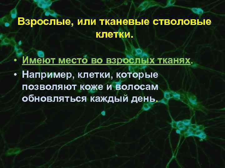 Взрослые, или тканевые стволовые клетки. • Имеют место во взрослых тканях. • Например, клетки,