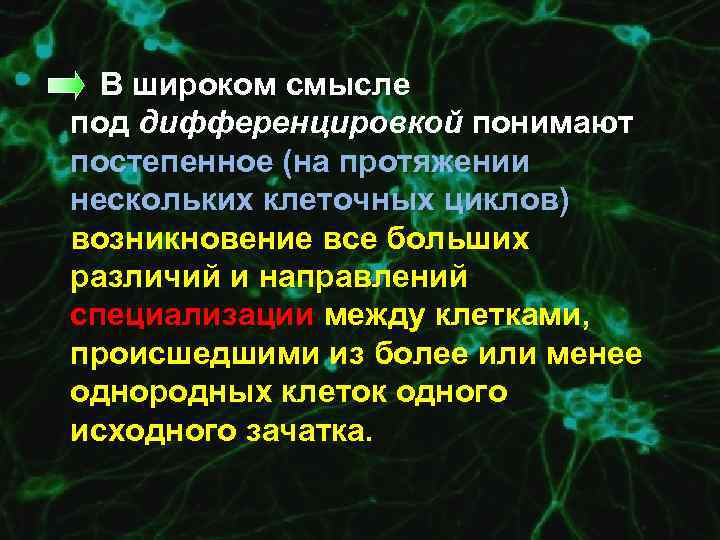  • В широком смысле под дифференцировкой понимают постепенное (на протяжении нескольких клеточных циклов)