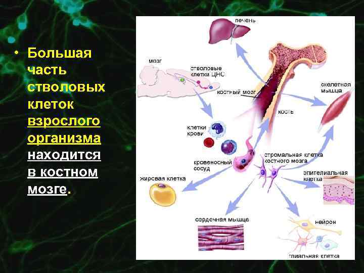  • Большая часть стволовых клеток взрослого организма находится в костном мозге. 