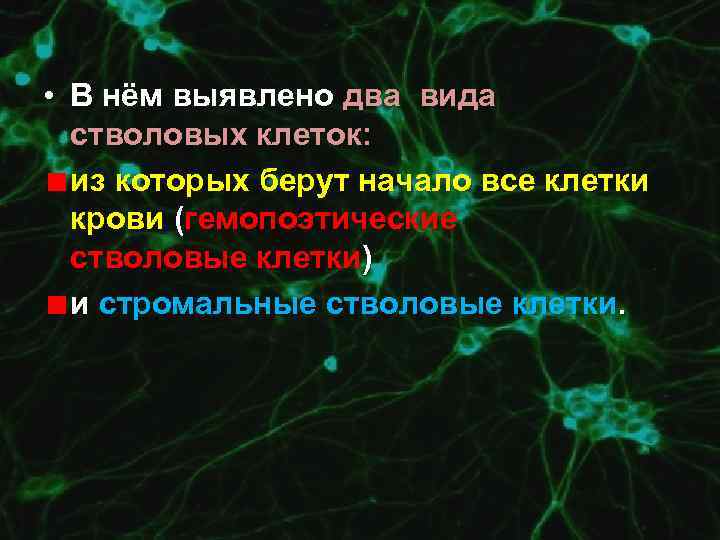  • В нём выявлено два вида стволовых клеток: из которых берут начало все