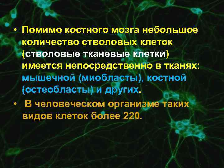  • Помимо костного мозга небольшое количестволовых клеток (стволовые тканевые клетки) имеется непосредственно в