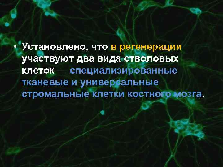  • Установлено, что в регенерации участвуют два вида стволовых клеток — специализированные тканевые