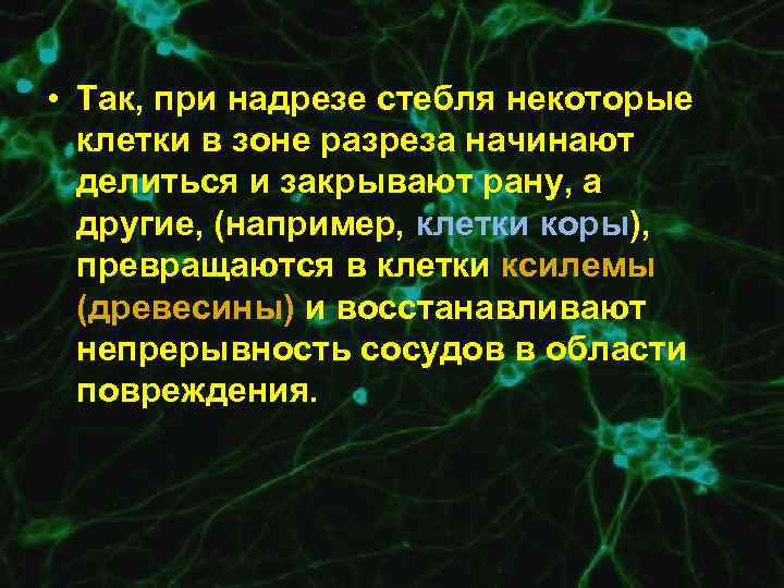  • Так, при надрезе стебля некоторые клетки в зоне разреза начинают делиться и