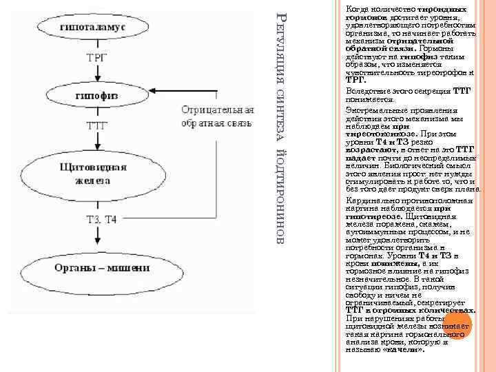 РЕГУЛЯЦИЯ СИНТЕЗА ЙОДТИРОНИНОВ Когда количество тироидных гормонов достигает уровня, удовлетворяющего потребностям организма, то начинает