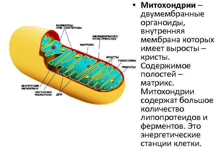 Органоид содержащий кристы