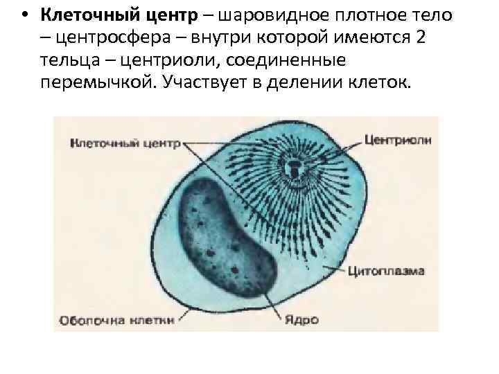 Участвует в образовании клеточной. Клеточный центр. Клеточный центр в делящихся клетках. Клеточный центр цитология.