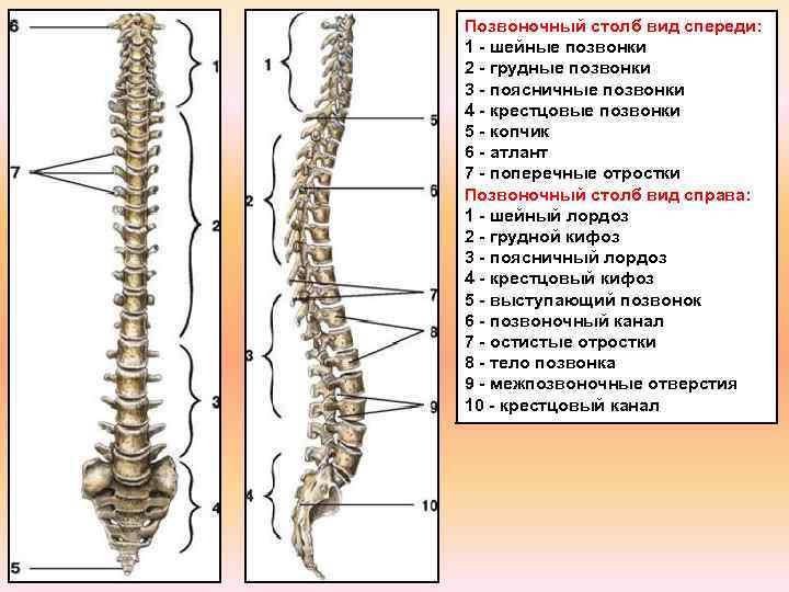 Позвоночный столб вид спереди: 1 - шейные позвонки 2 - грудные позвонки 3 -