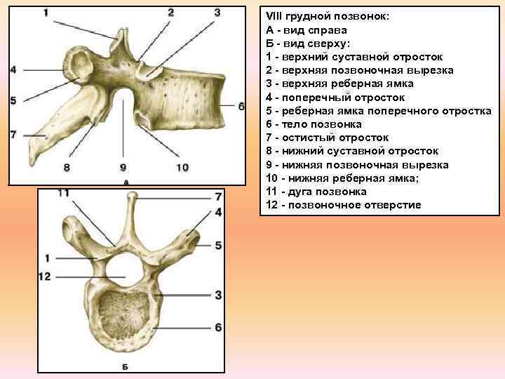 VIII грудной позвонок: А - вид справа Б - вид сверху: 1 - верхний