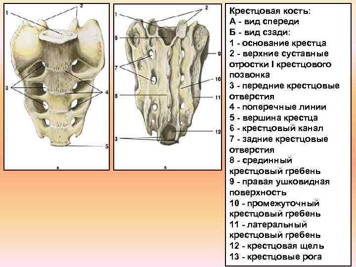 Крестцовая кость: А - вид спереди Б - вид сзади: 1 - основание крестца