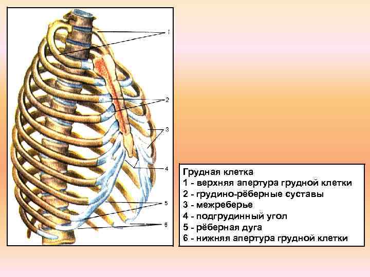 Грудная клетка 1 - верхняя апертура грудной клетки 2 - грудино-рёберные суставы 3 -