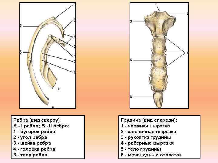 Ребра (вид сверху) А - I ребро; Б - II ребро: 1 - бугорок