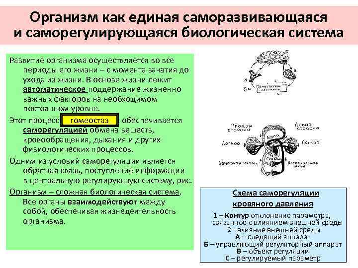 Организм как единая саморазвивающаяся и саморегулирующаяся система. Организм как саморегулирующаяся система. Схема организм биологическая система.