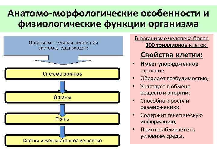 Особенности организма