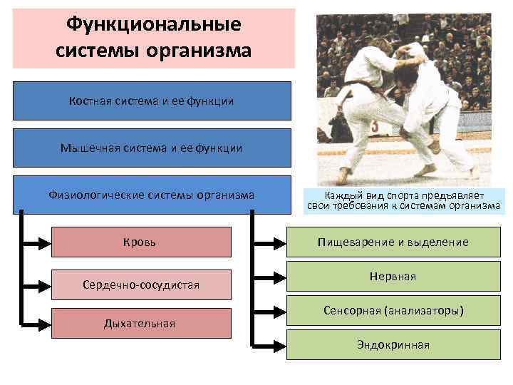 Возможности функциональных систем организма. Функциональные системы организма. Функциональная система органов. Основные функциональные системы организма. Перечислите основные функциональные системы организма человека..