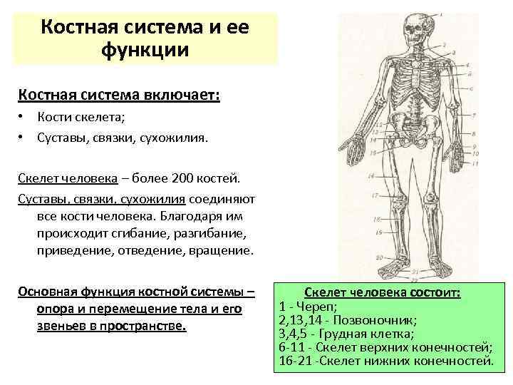 Скелет сухожилий человека