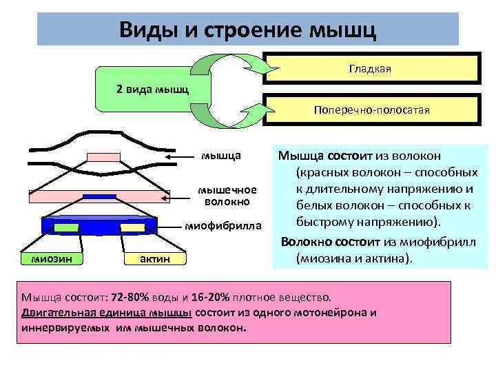 Виды и строение мышц Гладкая 2 вида мышц Поперечно-полосатая мышца мышечное волокно миофибрилла миозин