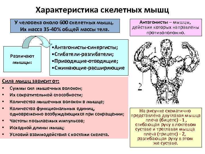 Характеристика скелетных мышц У человека около 600 скелетных мышц. Их масса 35 -40% общей