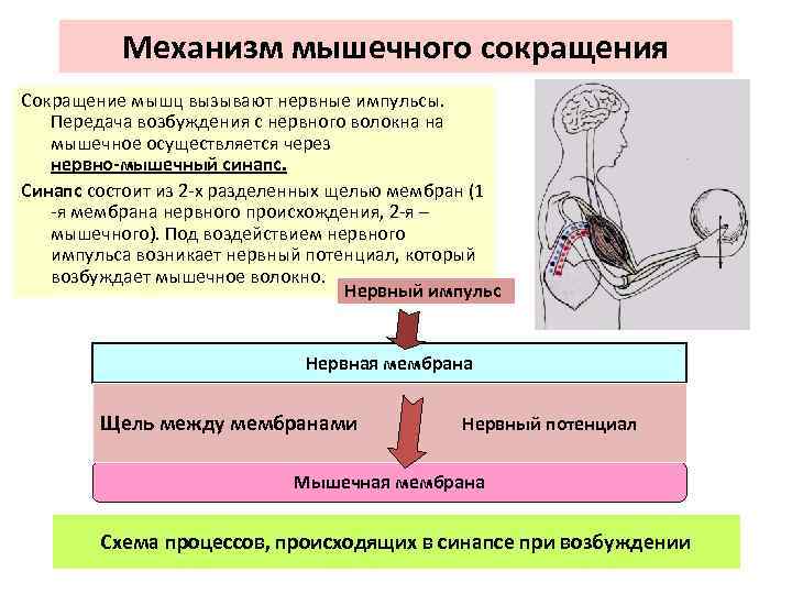 Мышечная сократимость нервная возбудимость. Механизм возбуждения и сокращения мышечного волокна. Передача нервного импульса мышечного сокращения. Механизм нервно-мышечной передачи возбуждения. Механизм сокращения мышечных мышц.