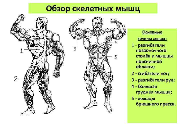 Обзор скелетных мышц Основные группы мышц: 1 - разгибатели позвоночного столба и мышцы поясничной