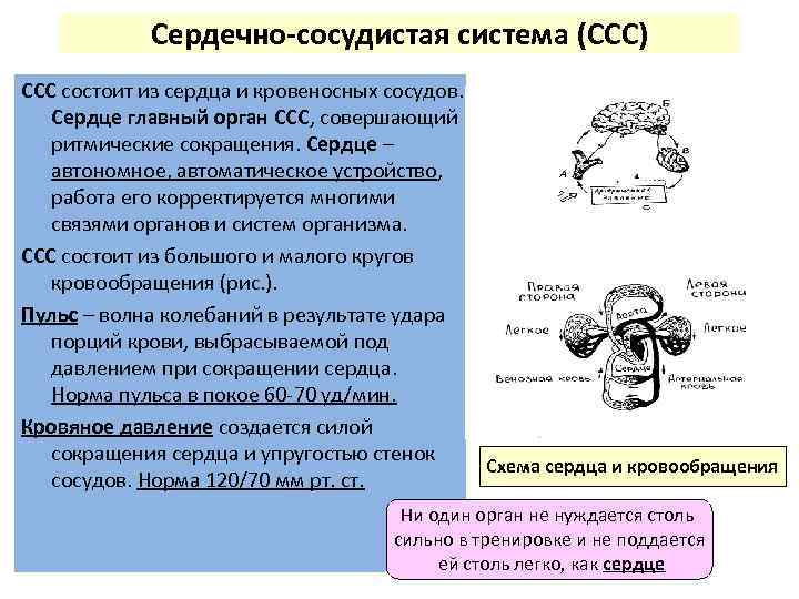 Орган связи