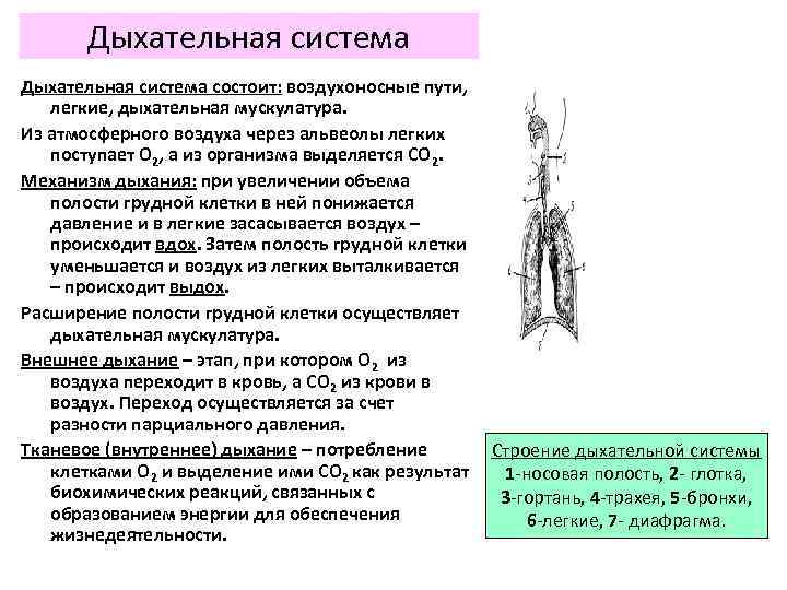 Дыхательная система состоит: воздухоносные пути, легкие, дыхательная мускулатура. Из атмосферного воздуха через альвеолы легких