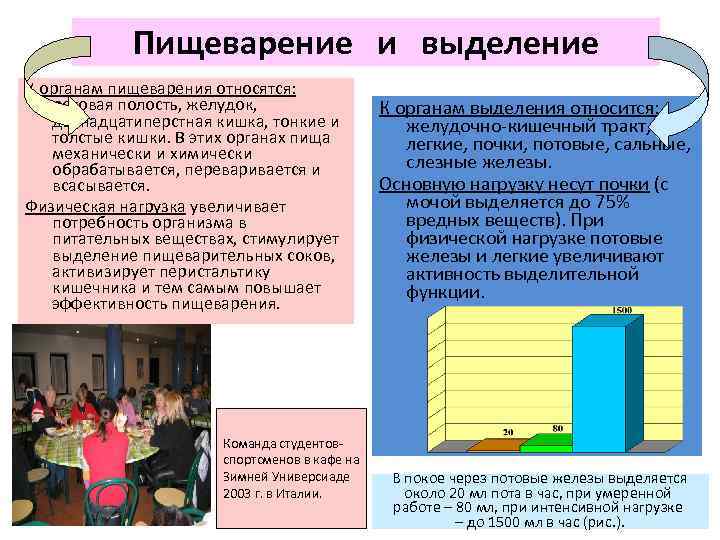 Пищеварение и выделение К органам пищеварения относятся: ротовая полость, желудок, двенадцатиперстная кишка, тонкие и