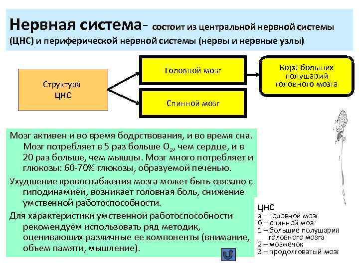 Нервная система- состоит из центральной нервной системы (ЦНС) и периферической нервной системы (нервы и