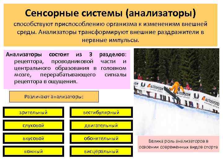 Сенсорные системы (анализаторы) способствуют приспособлению организма к изменениям внешней среды. Анализаторы трансформируют внешние раздражители