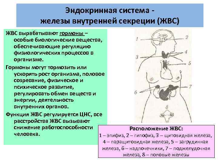 Эндокринная система - железы внутренней секреции (ЖВС) ЖВС вырабатывают гормоны – особые биологические вещества,